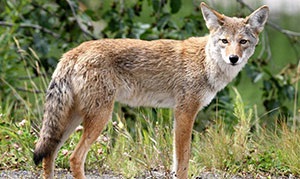 Coyote