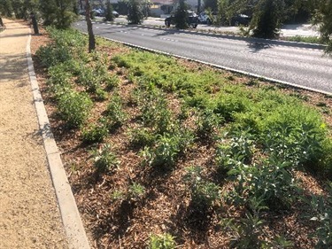 Photograph of last stage of Culver Blvd Realignment and Stormwater Project