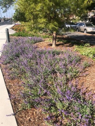 Photograph of last stage of Culver Blvd Realignment and Stormwater Project