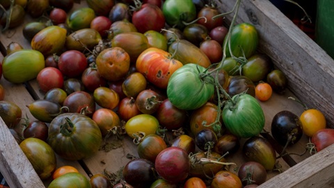 Tomatoes