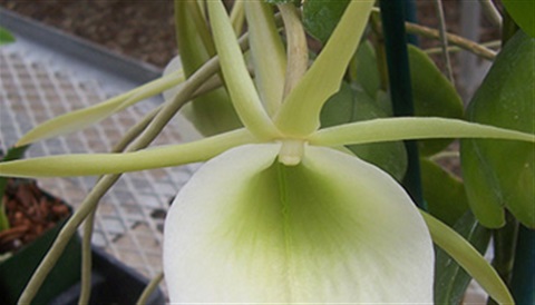 Close Up of a Flower