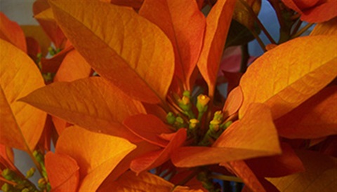 Close up of a Poinsettia plant