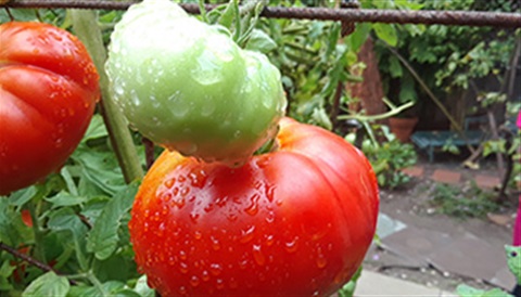 Tomatoes growing on a vine in a garden