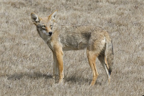 Photo of a Coyote.jpg