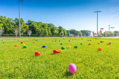 Eggs in Grass